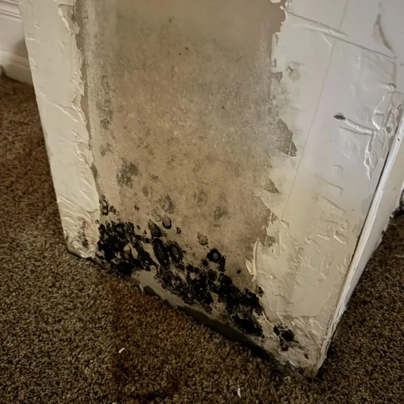 Professional Mold Removal in Terrytown, LA